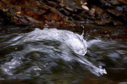 VodnaMacka